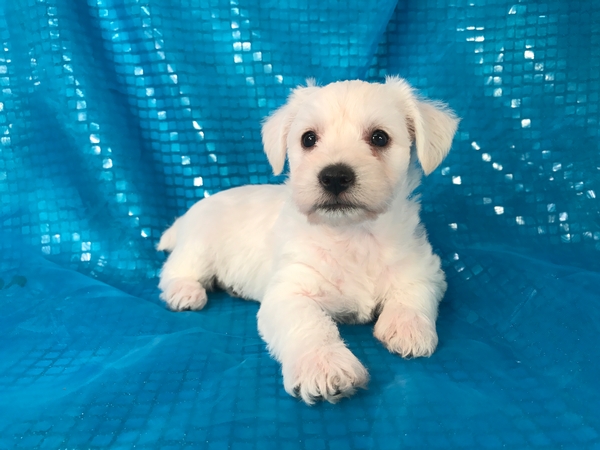 Female Schnoodle Puppy for Sale